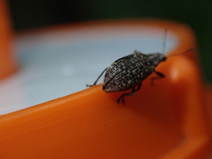 Polydrusus pilosus