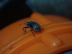 Polydrusus pilosus