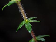 Bauera microphylla