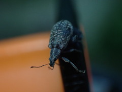 Polydrusus pilosus