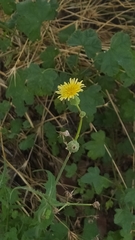 Sonchus