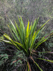 Doryanthes excelsa