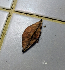 Oreta perobliquilinea