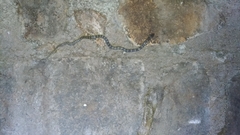 Lycodon travancoricus