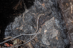 Acritoscincus platynotus