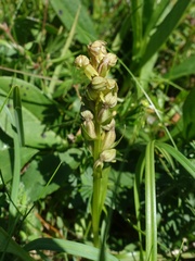 Dactylorhiza viridis