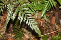 Lastreopsis marginans