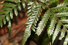 Lastreopsis marginans