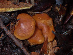 Hydnum crocidens