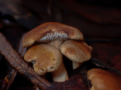 Hydnum crocidens