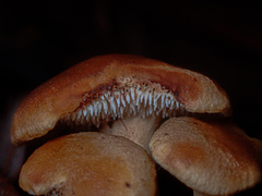 Hydnum crocidens