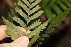 Lastreopsis marginans