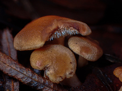 Hydnum crocidens