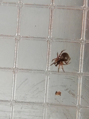 Araneae
