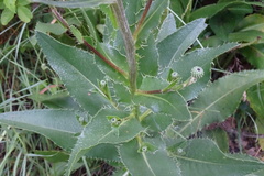Cirsium monspessulanum