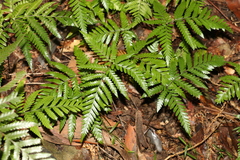 Lastreopsis marginans