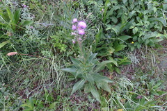 Cirsium monspessulanum
