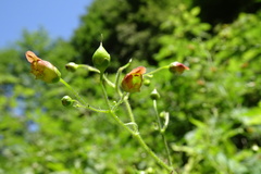 Scrophularia alpestris