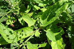 Scrophularia alpestris