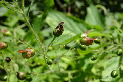 Scrophularia alpestris