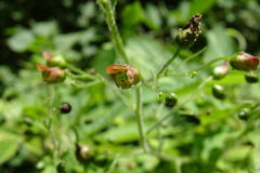 Scrophularia alpestris
