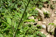 Scrophularia alpestris