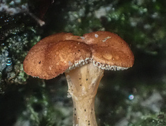 Hydnum crocidens