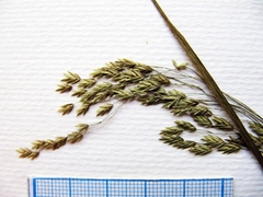 Poa ussuriensis
