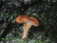 Hydnum crocidens