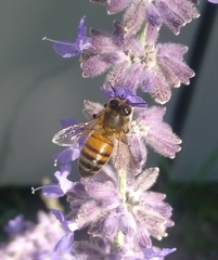 Apis mellifera