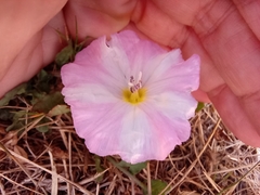 Convolvulus arvensis