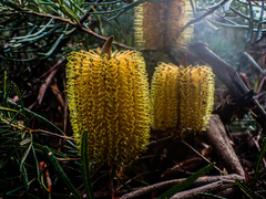 Banksia collina