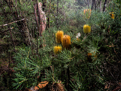 Banksia collina