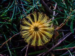 Banksia collina