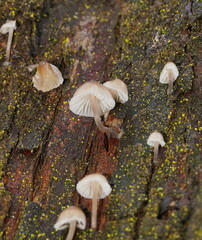 Mycena subgalericulata