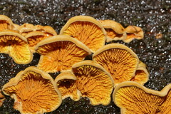 Pseudomerulius curtisii