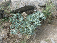 Eryngium campestre