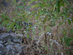 Phyllocephalum microcephalum