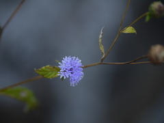 Phyllocephalum microcephalum