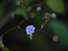 Phyllocephalum microcephalum