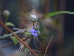 Phyllocephalum microcephalum