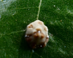 Ceroplastes sinensis