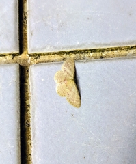 Idaea sakuraii