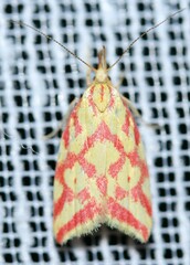 Hypercallia citrinalis