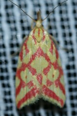 Hypercallia citrinalis