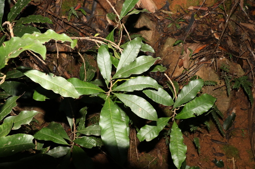 Image of Quintinia verdonii by (c) Greg Tasney, some rights reserved (CC BY-SA)