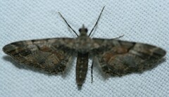 Eupithecia sinuosaria