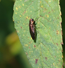 Agrilus cuprescens