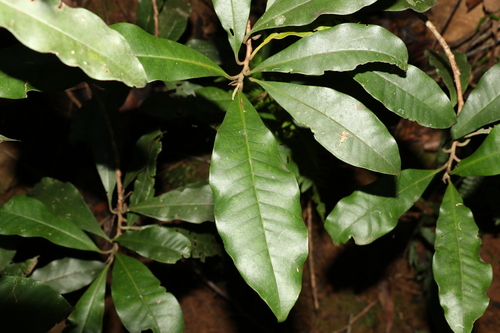 Image of Quintinia verdonii by (c) Greg Tasney, some rights reserved (CC BY-SA)