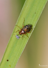 Deraeocoris pallens